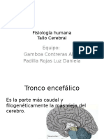 Anatomía, Fisiología y Patología Del Tallo Cerebral