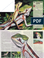 Casquehead Iguana PDF