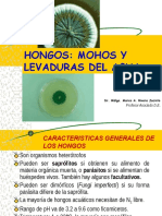 Hongos y Levaduras