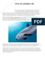 Vaquita Marina en Peligro de Extinción