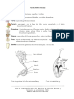 Aristolochiaceae