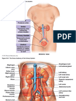 Urinary System Slides Lab 8