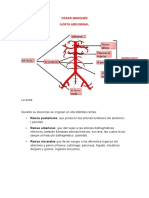 Aorta Abdominal Cesar Marquez