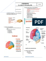 Cerebrum