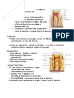 Cemento Radicular