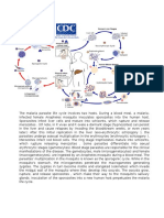 Life Cycle Pasmodium