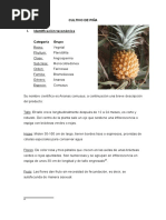 Cultivo de Piña