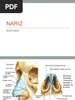 Anatomia Nariz