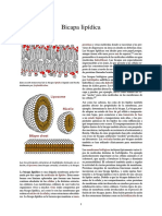 Bicapa Lipídica