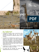 Guanaco