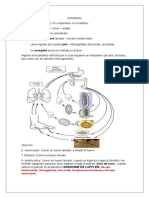 Resumen - Nematodos