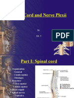 Spinal Cord and Nerve Plexii: by Dr. T