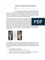 Functional Anatomy and Muscle Action of The Foot