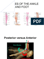 Ankle Muscles PDF