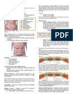 Anterior Abdominal Wall - Dr. Bea (KK)