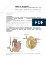 Sistema Geniturinario