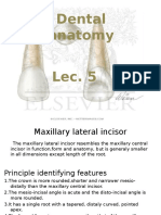 Dental Anatomy Lec.5