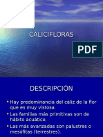 18 Calicifloras