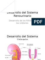 Desarrollo Del Sistema Renourinario