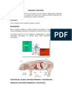 Órganos Linfoides