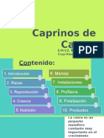 Caprinos de Carne (Final)