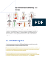 Los Sistemas Del Cuerpo Humano y Sus Funciones Vitales