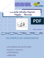 Glándulas Salivales