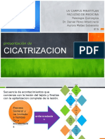  Cicatrizacion