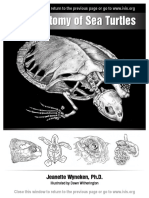 The Anatomy of Sea Turtles