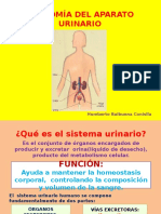 Anatomia Del Aparato Excretor