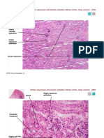 Pal3 Histology Epithelial Tissue LBL