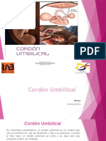 Cordon Umbilical