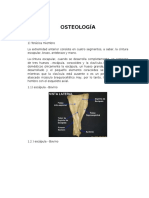 Bovino Osteología