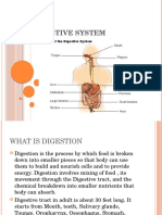 Digestive System