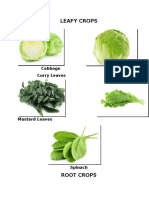 Leafy Crops: Cabbage Lettuce Curry Leaves