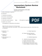 Randyr Integumentary System Worksheet