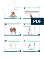 Curso Cadeias Musculares Ead Cefac - Aula 1