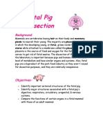 Fetal Pig Dissection