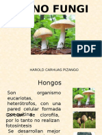 Reino Fungi