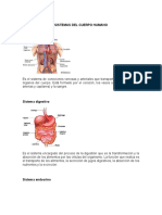 Sistemas Del Cuerpo Humano