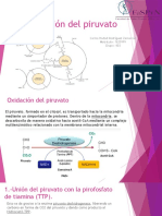 Oxidación Del Piruvato