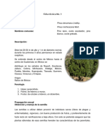 FT. 9 Pinus Devoniana PDF