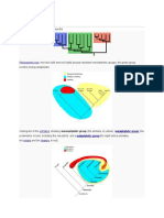 Monophyly: Phylogenetic Tree