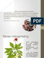 Los Hongos Endofíticos Albergados en Panax Notoginseng