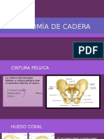 Anatomía de Cadera