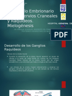 Desarrollo Embrionario de Los Nervios Craneales y Raquídeos