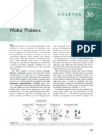 CH 36 Motor Proteins