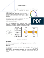 Ciclo Celular y Meiosis