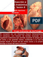 Guia de La Disección en Corazón de Cerdo