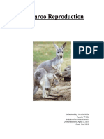 Kangaroo Reproduction